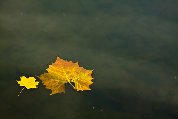 Autumn Leaves