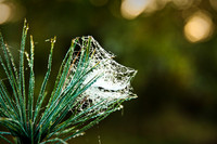 Autumn 2010