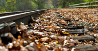 Autumn Leaves