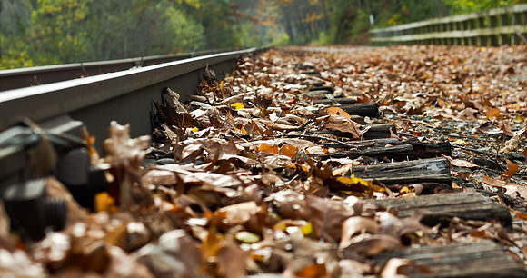 Autumn Leaves