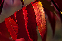 Autumn Leaves