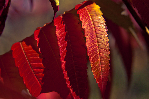 Autumn Leaves