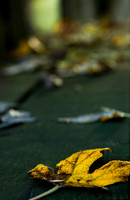 Autumn Leaves