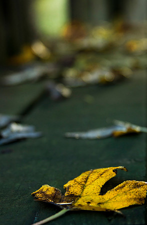 Autumn Leaves