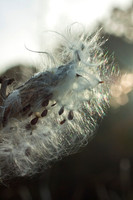 Seed