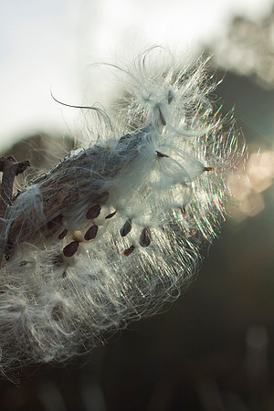 Seed