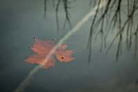Autumn Leaves