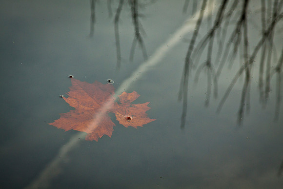 Autumn Leaves
