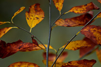 Autumn Leaves