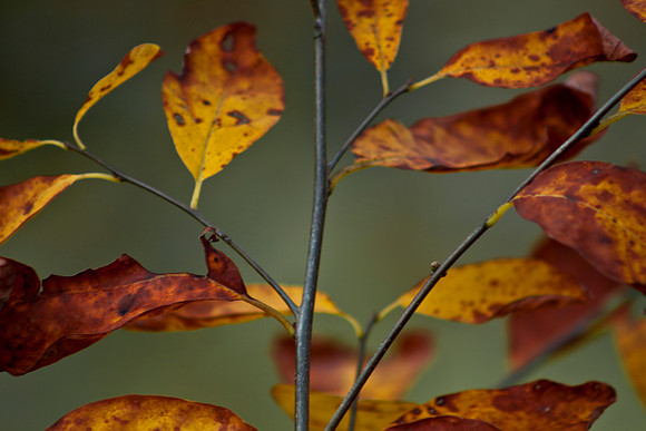 Autumn Leaves