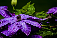 Clematis 1