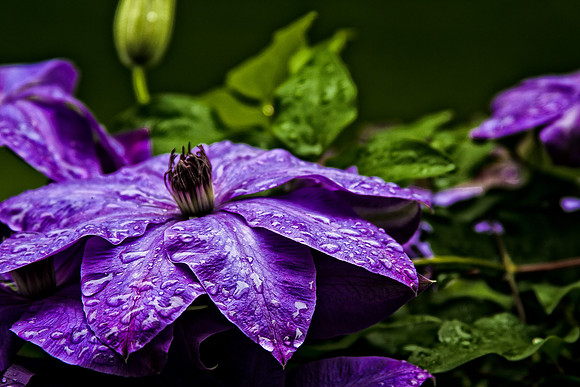Clematis 1