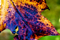 Autumn Leaves