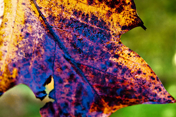 Autumn Leaves