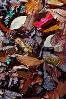 Autumn Leaves
