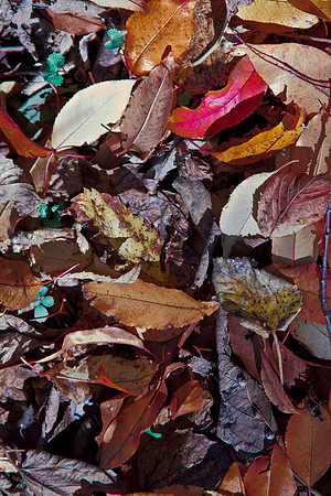 Autumn Leaves