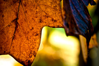Autumn Leaves