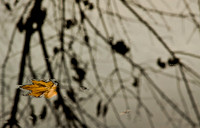 Autumn Leaves