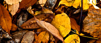 Autumn Leaves