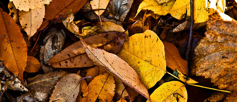 Autumn Leaves